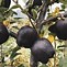 Image result for Black Diamond Apple Are They Heirloom