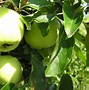 Image result for Illustration of an Apple Tree
