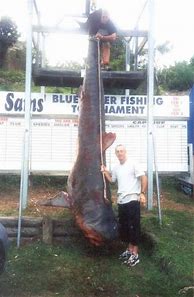 Image result for Biggest Shark in the World Is Sad