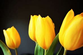 Image result for Pretty Tulips