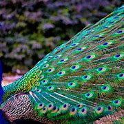 Image result for Peacock Screensaver