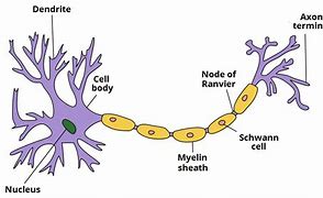 Image result for Normal Neuron