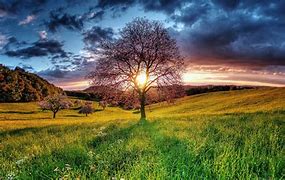 Image result for Nature iPhone Background