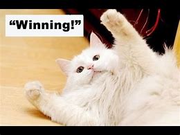 Image result for Cat Winning Race Meme