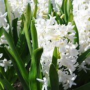 Hyacinthus Aiolos 的图像结果