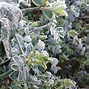 Bildergebnis für Coronilla valentina subsp. glauca