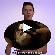 Image result for Sea Otter Arm Pouch