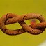 Image result for Paracord Knots Climbing
