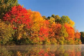 Image result for Sugar Maple Forest