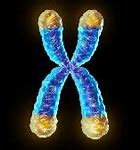 Image result for Telomere Theory of Aging