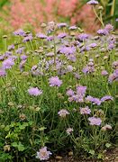 Image result for Scabiosa columbaria Butterfly Blue