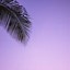 Image result for Bright Purple iPhone Wallpaper