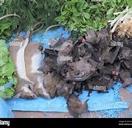 Image result for Rat Eating Bat