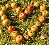 Image result for Apple Heart