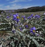 Image result for Wildflowers in Northern New Mexico