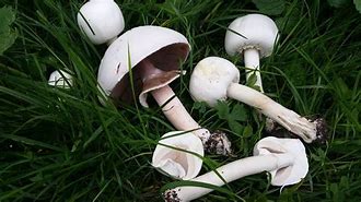 Image result for agaric�xeo