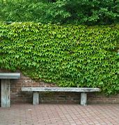 Image result for Boston Ivy Fence