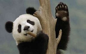 Image result for Panda Waving Pictures