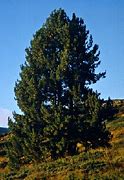 Image result for Pinus peuce Kobold