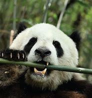 Image result for Panda and Bamboo
