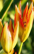 Tulipa orphanidea Flava に対する画像結果