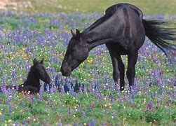Image result for Texas Wild Horses