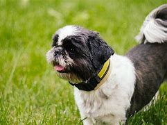 Image result for Shih Tzu Dog