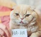 Image result for Good Hilarious Jokes