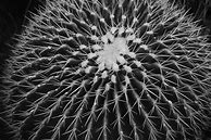 Image result for Pics of Cactus