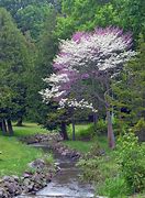 Image result for Spring Pics Syracuse NY