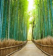Image result for Japan Beautiful Nature Places