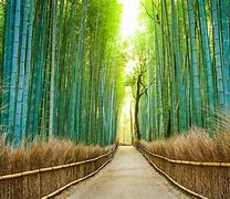 Image result for Beautiful Nature in Japan