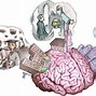 Image result for Where Are Memories in the Brain