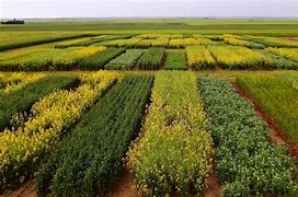 Image result for Diversification Agriculture