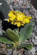 Image result for Primula Auricula Pippin