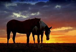 Image result for Horse Sunset