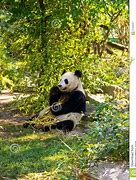 Image result for Giant Panda Full Body