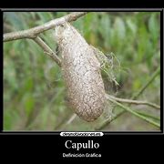 Image result for capullo