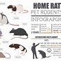 Image result for Common Rodents