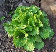 Image result for Calceolaria sp. Patagonia