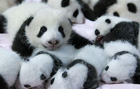 Image result for Baby Panda Love