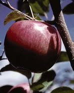 Image result for Dwarf McIntosh Apple Trees