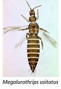 Image result for especificidae