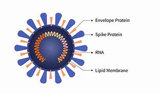 Image result for RNA Virus
