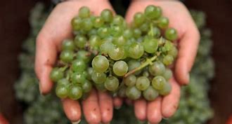 Image result for Riesling Grape