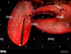 Image result for Lobster Claws Left and Right