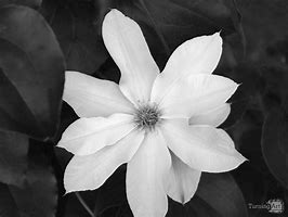 Image result for Clematis Happy Jack Purple