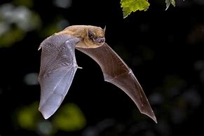 Image result for Bat Species UK Common to Rarest