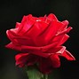 Image result for Dark Red Flower Wallpaper