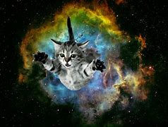 Image result for Galaxy Brain Cat
